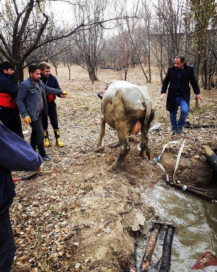 Su dolu kuyuya düşen ineği itfaiye kurtardı G2