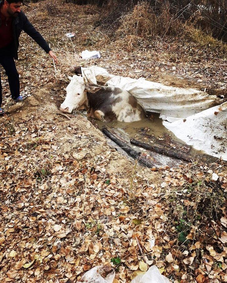 Su dolu kuyuya düşen ineği itfaiye kurtardı G4