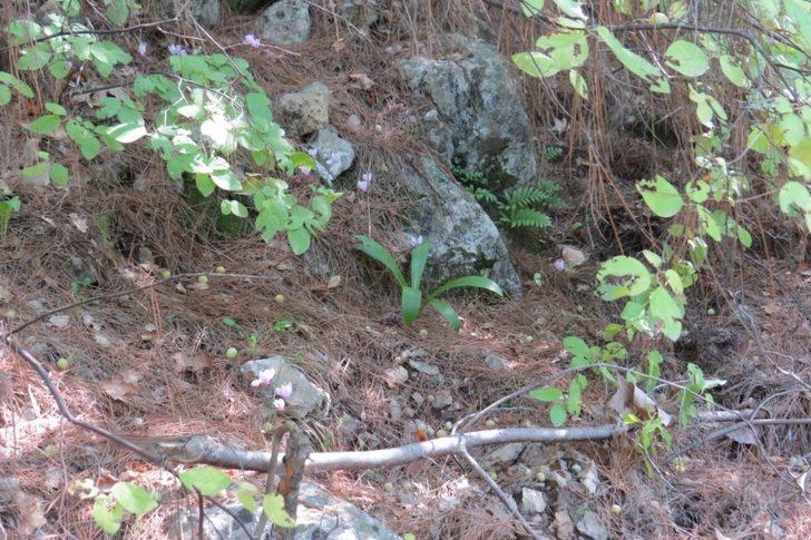 Ak Zambak Eylem Planı tamamlandı G1