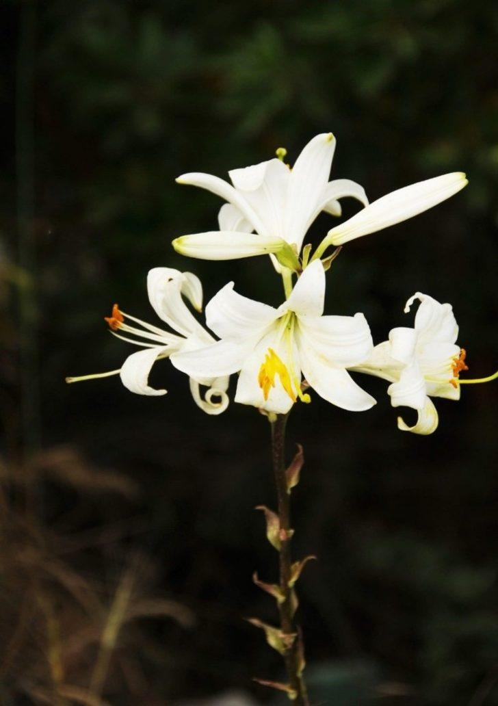 Ak Zambak Eylem Planı tamamlandı G4