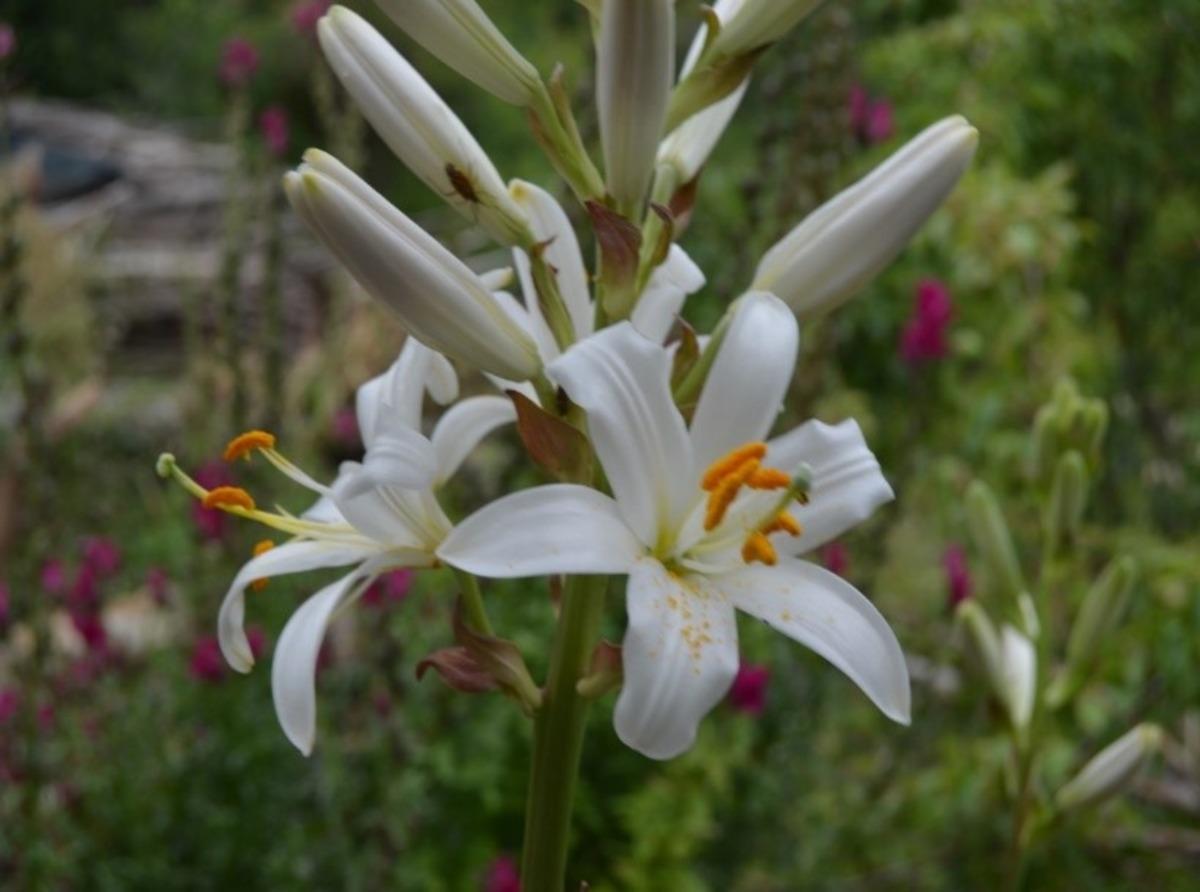 'Ak Zambak' eylem planı tamamlandı
