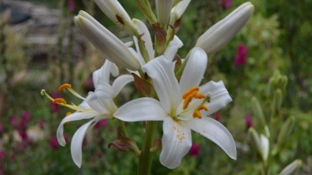 'Ak Zambak' eylem planı tamamlandı