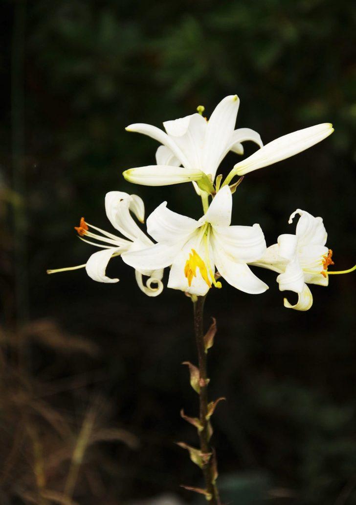'Ak Zambak' eylem planı tamamlandı G2