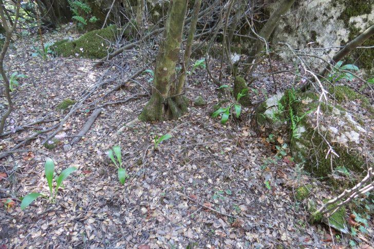 'Ak Zambak' eylem planı tamamlandı G3