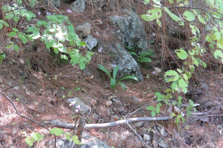 'Ak Zambak' eylem planı tamamlandı G4