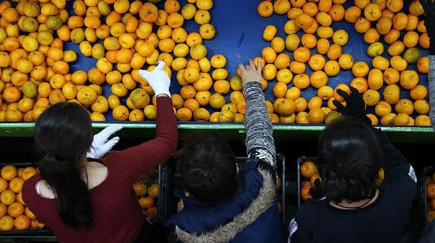 560 milyon dolarlık narenciye ihracatı! İlk sırada Rusya var