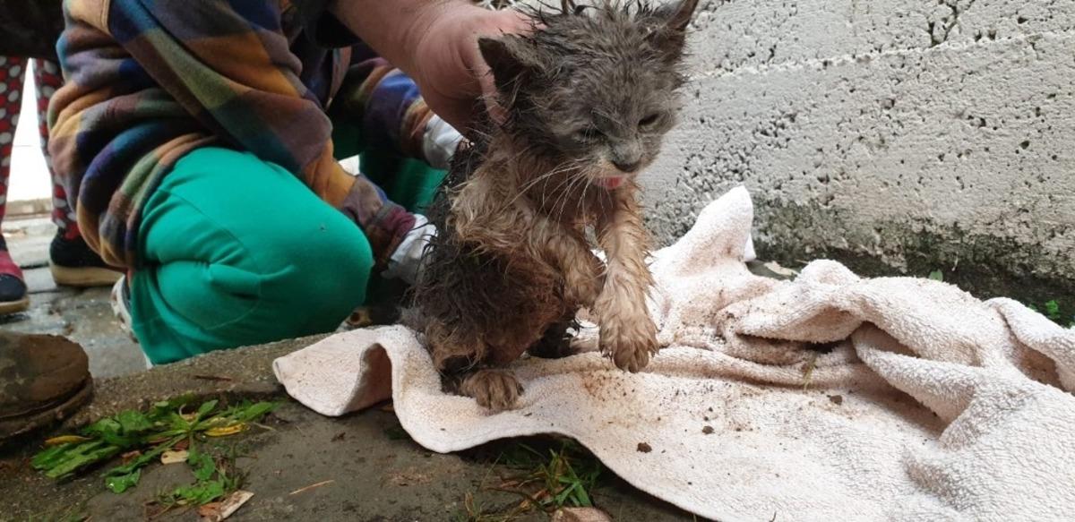 Yağmur suyu kanalına sıkışan yavru kediyi itfaiye kurtardı