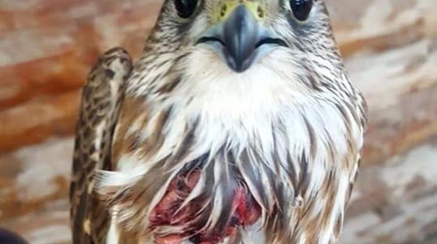 Kerkenez yırtıcısı koruma altına alındı