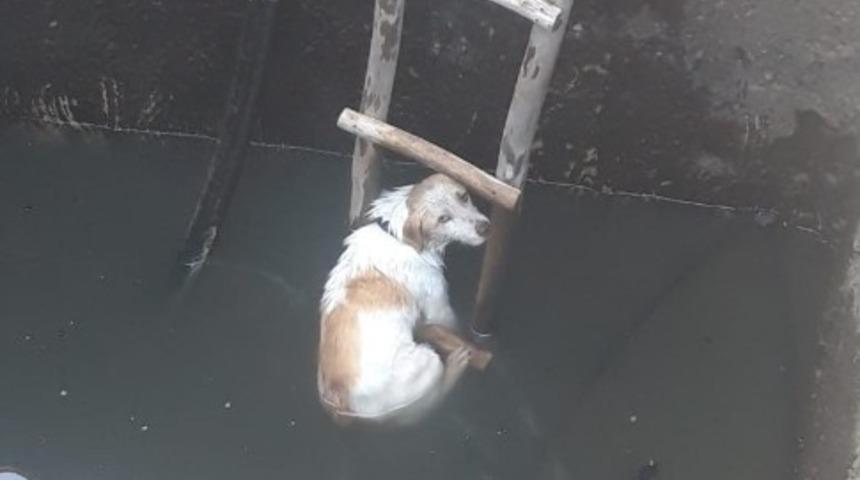 5 metrelik kuyuya düşen köpeği itfaiye kurtardı