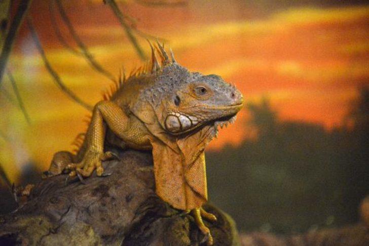 Dünyanın en zehirli hayvanı olan 'ok kurbağası' Antalya'da!  G1