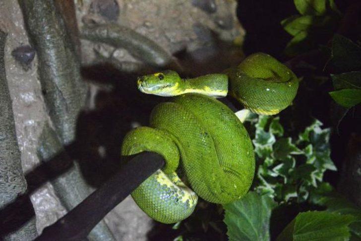 Dünyanın en zehirli hayvanı olan 'ok kurbağası' Antalya'da!  G3