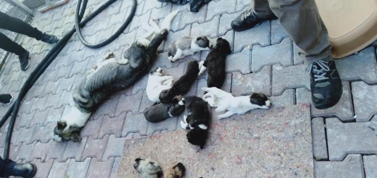 Barınakta 20 k&ouml;pek &ouml;l&uuml;s&uuml; bulan hayvanseverler şoke oldu