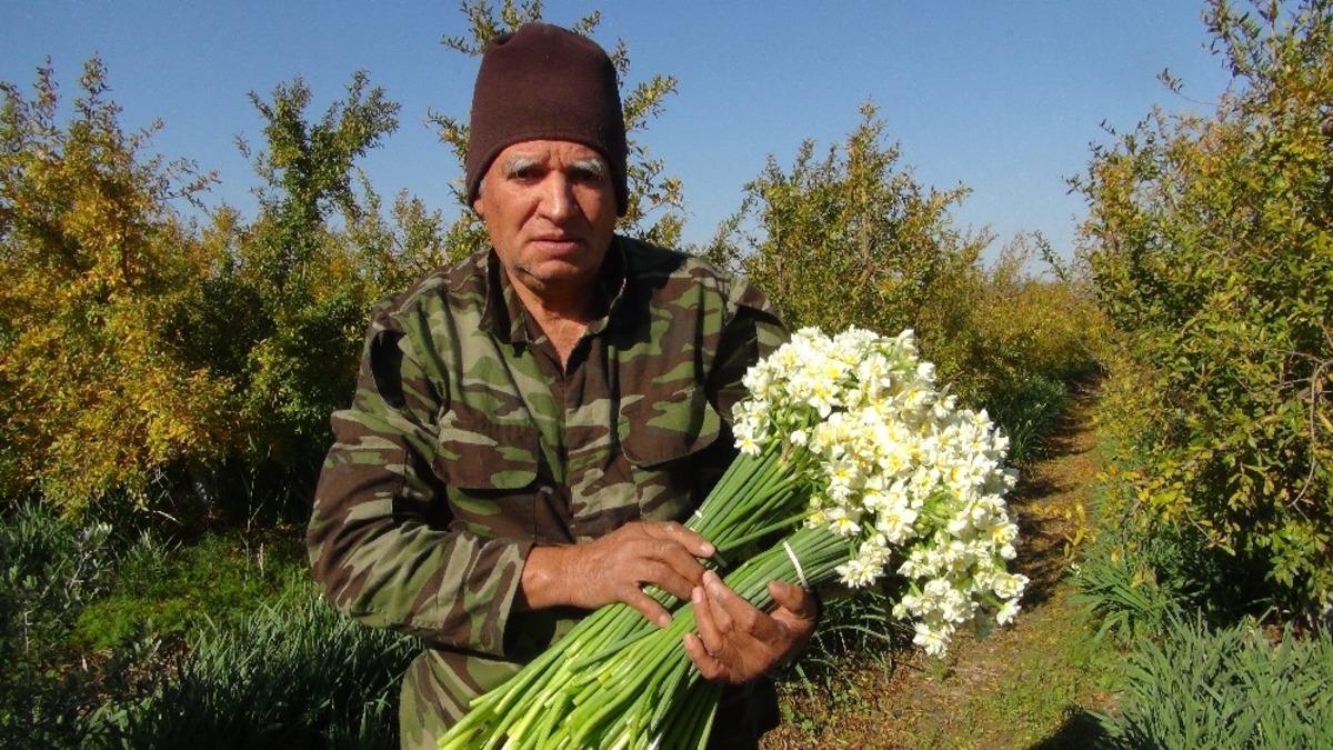 Kışta baharı yaşatan nergis &ccedil;i&ccedil;ekleri &ccedil;ift&ccedil;inin gelir kapısı oldu