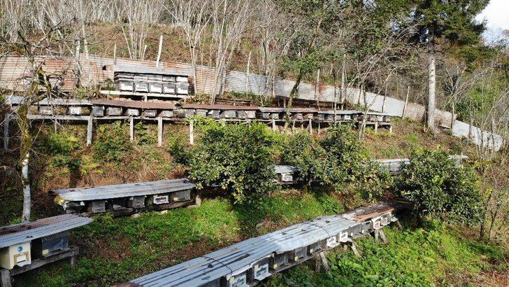 Kestane balı tam bir şifa deposu G4