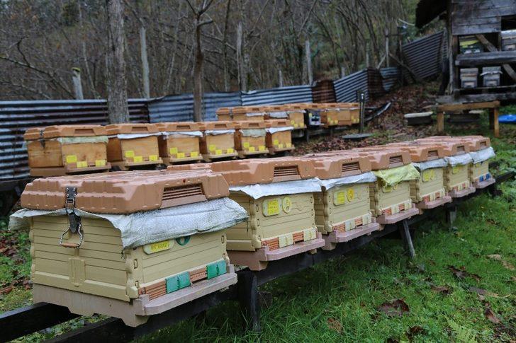 Kestane balı tam bir şifa deposu G5