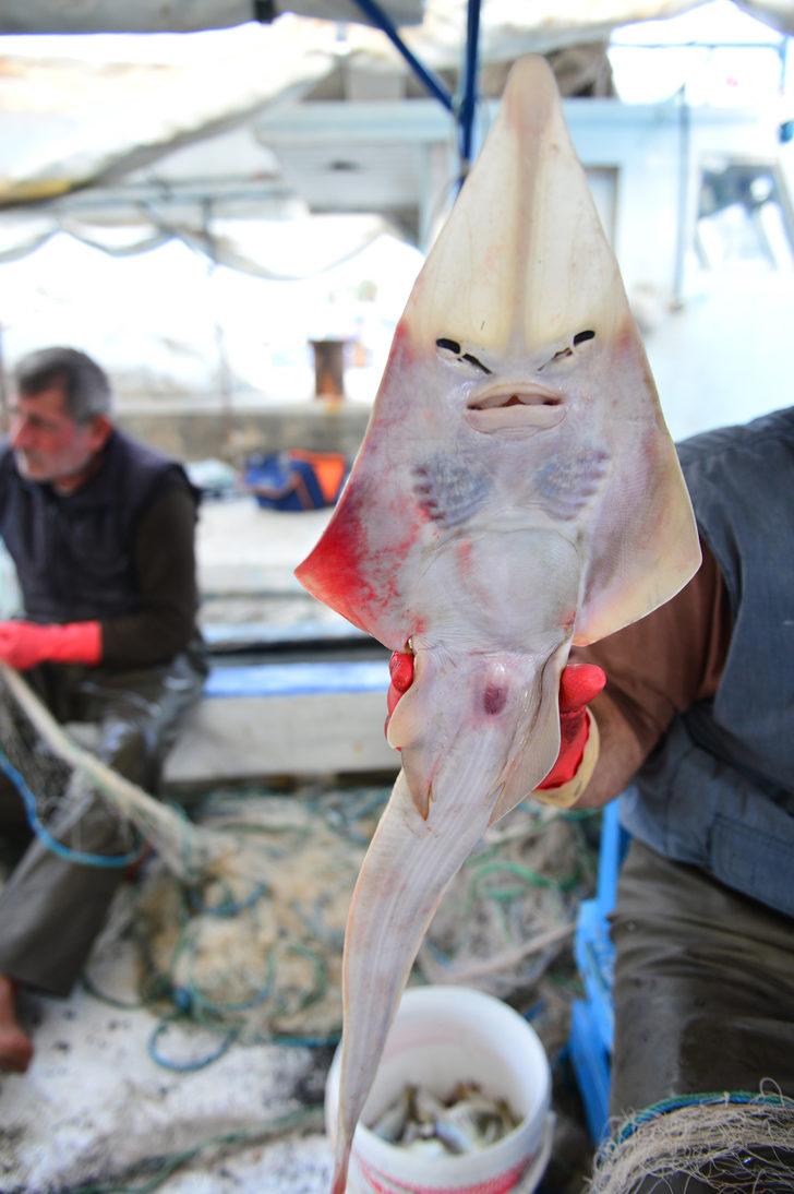 Balon balığından sonra yeni kabus: İnsan yüzlü sapan balığı G2