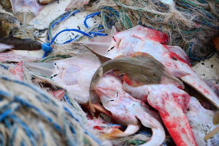Balon balığından sonra yeni kabus: İnsan yüzlü sapan balığı G1