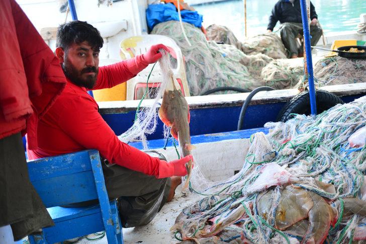 Balon balığından sonra yeni kabus: İnsan yüzlü sapan balığı G4