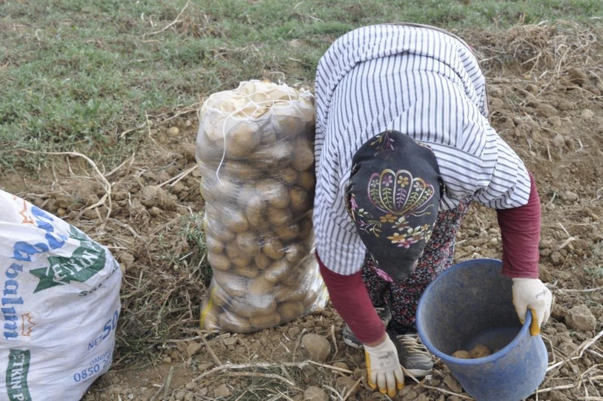 Afyonkarahisar patates &uuml;retiminde 3. il