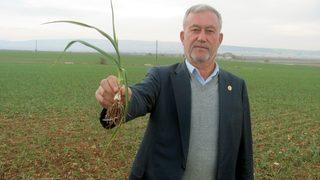 2020 yılının ilk sarımsağından 65 ton rekolte bekleniyor