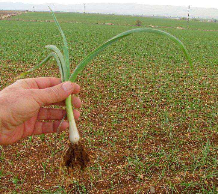 2020 yılının ilk sarımsağından 65 ton rekolte bekleniyor G2