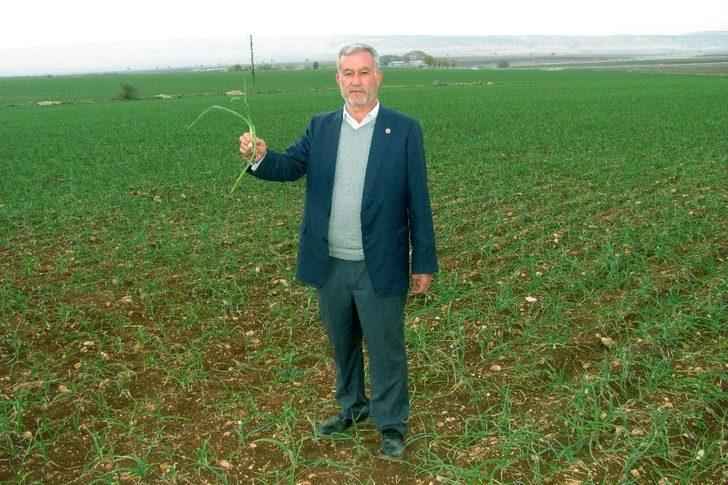 2020 yılının ilk sarımsağından 65 ton rekolte bekleniyor G3