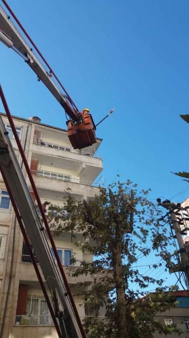 Bağlar Belediyesi’nden ağaç bakımı ve budama işlemleri için özel çalışma G1