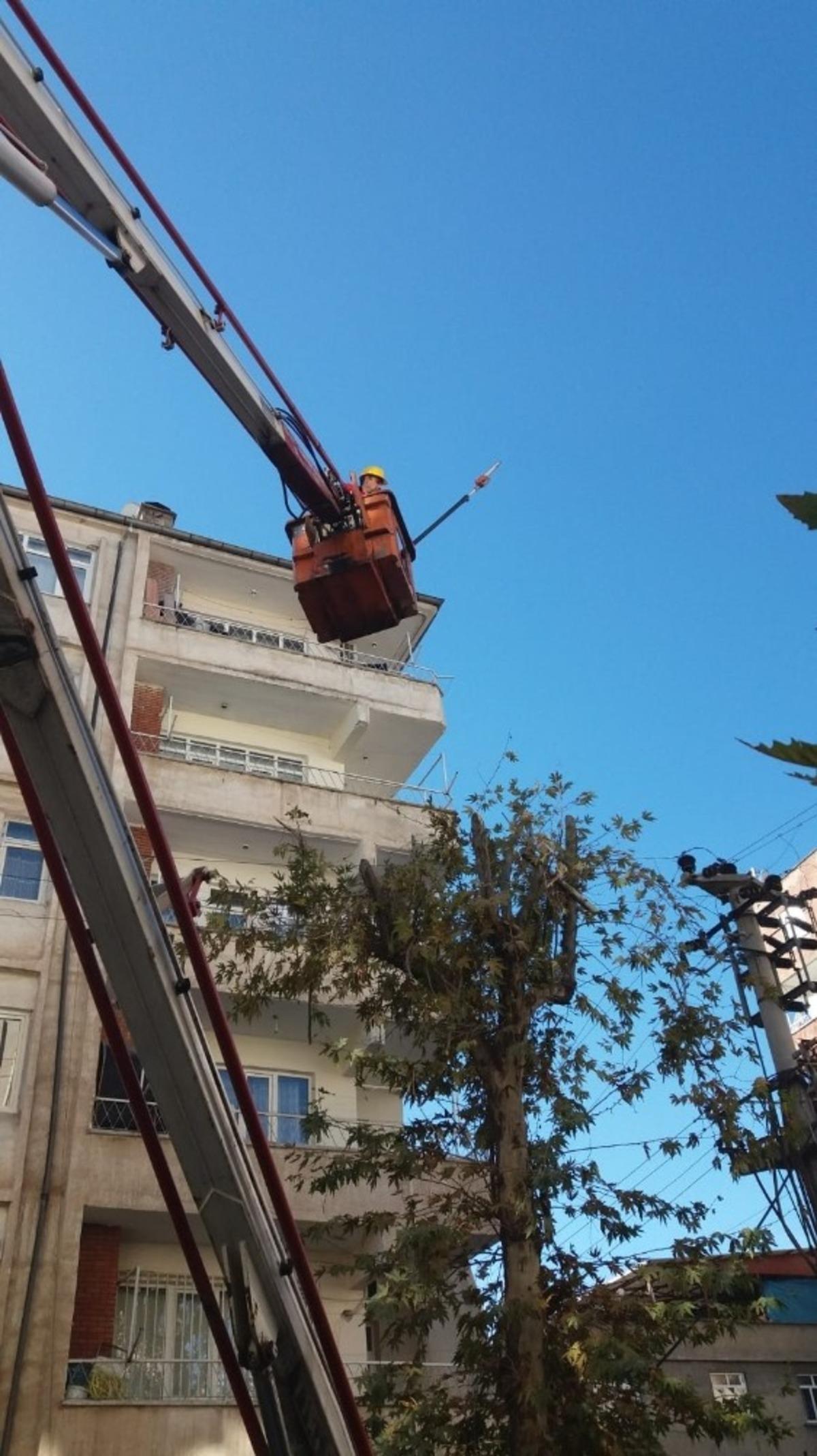 Bağlar Belediyesi&rsquo;nden ağa&ccedil; bakımı ve budama işlemleri i&ccedil;in &ouml;zel &ccedil;alışma