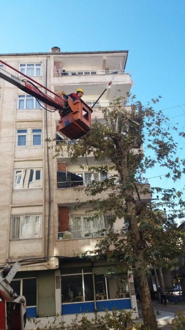 Bağlar Belediyesi’nden ağaç bakımı ve budama işlemleri için özel çalışma G2