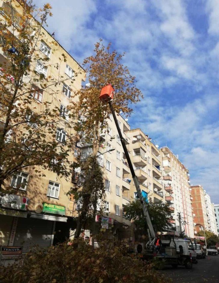 Bağlar Belediyesi’nden ağaç bakımı ve budama işlemleri için özel çalışma G3