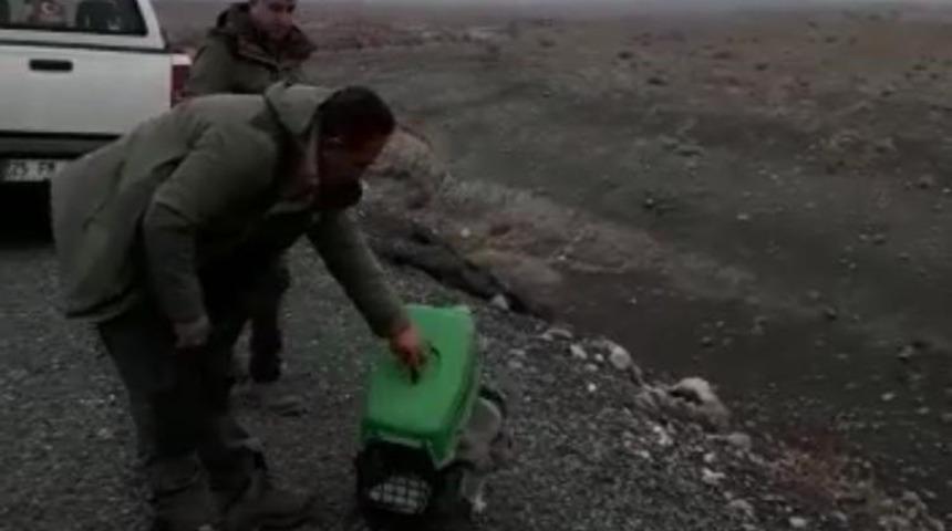 Baykuş yırtıcısı doğaya salındı