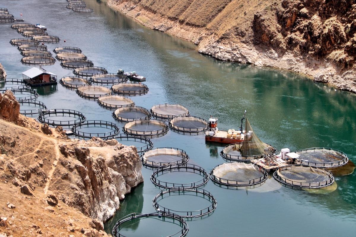 Elazığ'ın somon ve alabalığı Avrupa ve Uzak Doğu &uuml;lkelerine ihra&ccedil; ediliyor