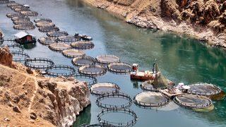 Elazığ'ın somon ve alabalığı Avrupa ve Uzak Doğu ülkelerine ihraç ediliyor