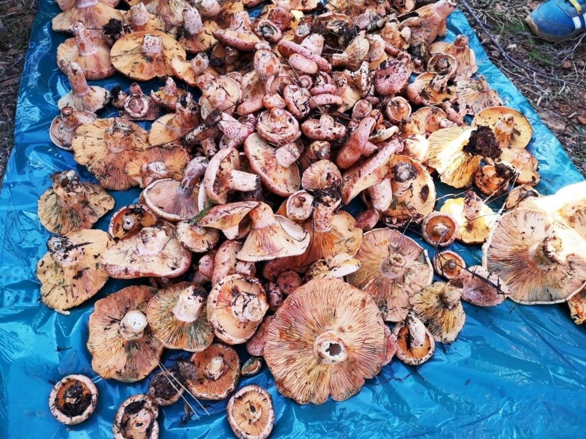 G&ouml;cek&rsquo;te mantar toplama heyecanı
