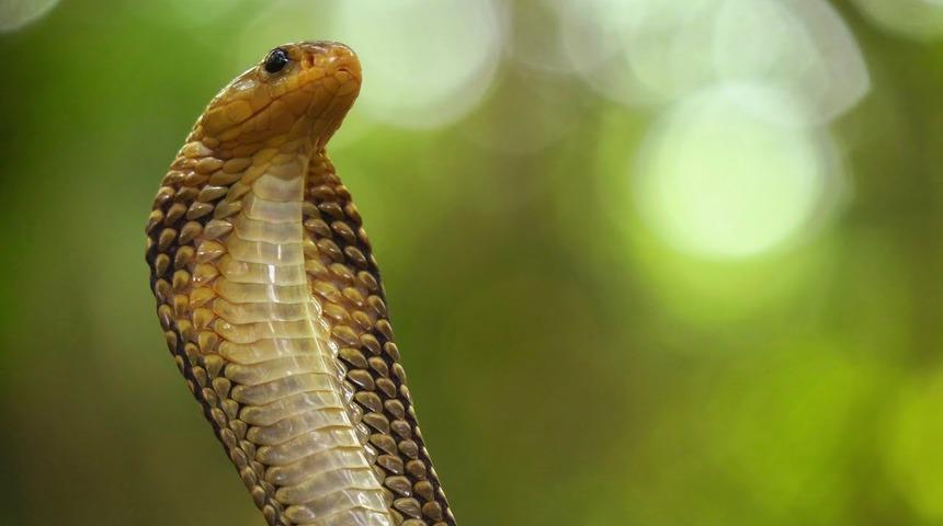 29 kobra paniğe yol açtı!