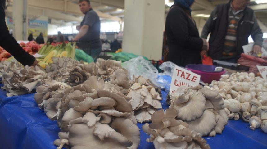 İstiridye mantarının kilosu 15 lira