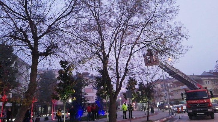 Ağaçta mahsur kalan yavru kedi için itfaiye ve polis seferber oldu G1