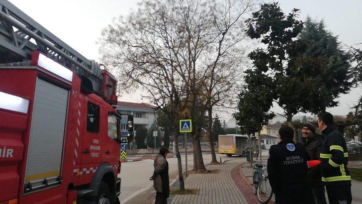 Ağaçta mahsur kalan yavru kedi için itfaiye ve polis seferber oldu G3