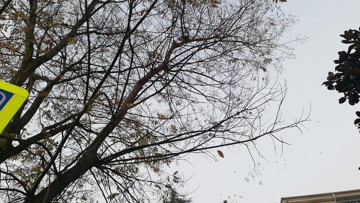 Ağaçta mahsur kalan yavru kedi için itfaiye ve polis seferber oldu G4