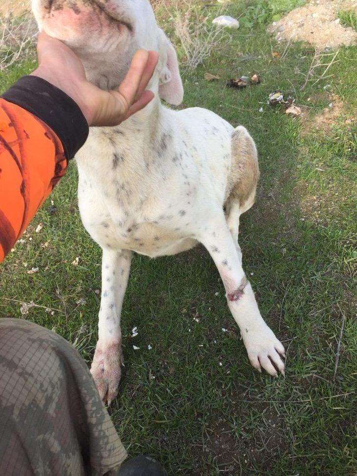 Köpekleri çuvala koyup ölüme terk ettiler G2