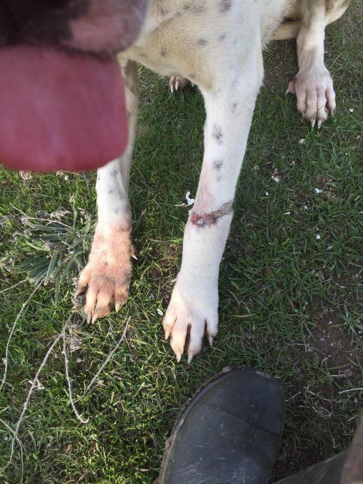 Köpekleri çuvala koyup ölüme terk ettiler G3