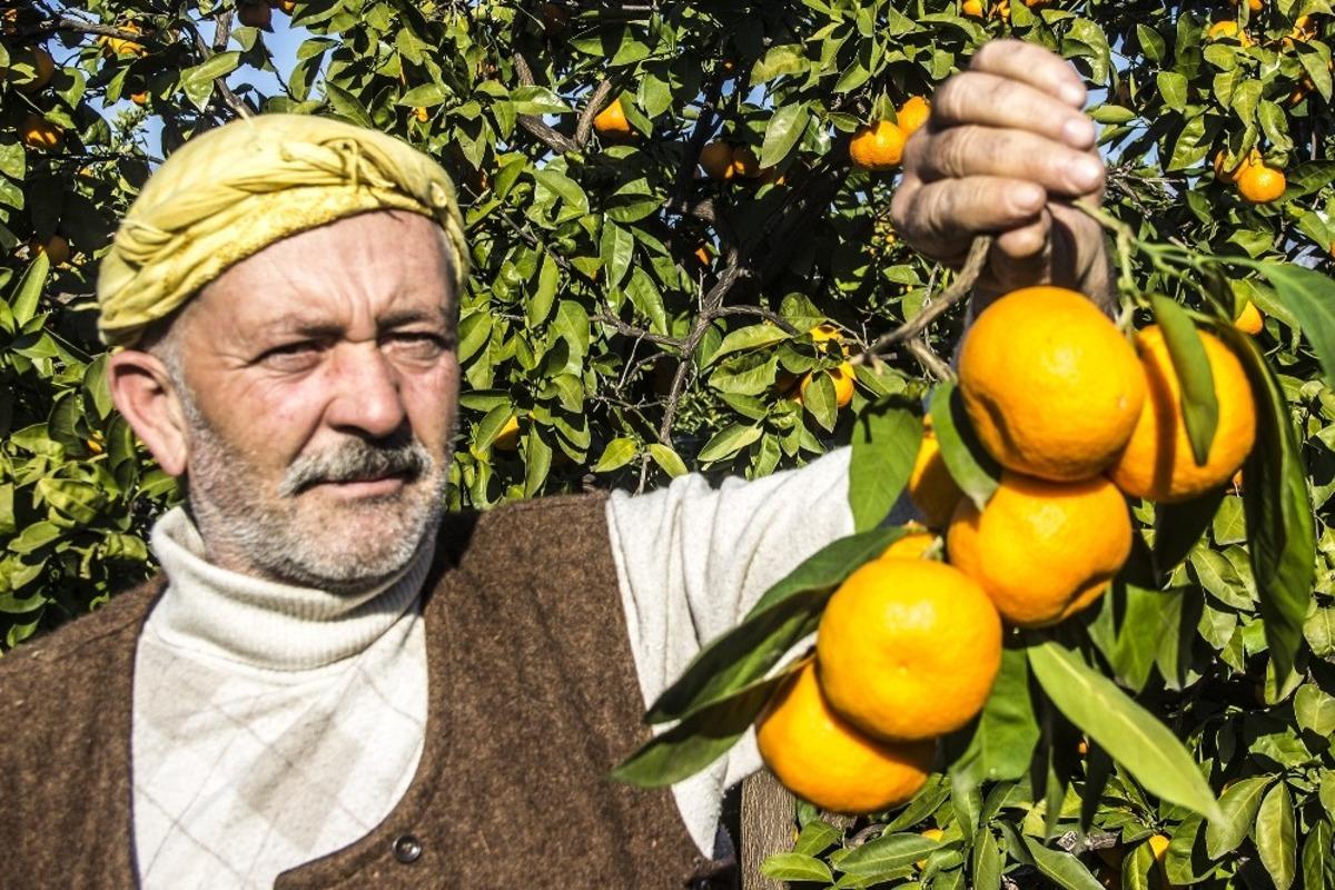  50 yıl &ouml;nce Balıkesir&rsquo;de hobi diye başlayan mandalina &uuml;retimi dev bir sekt&ouml;r oldu