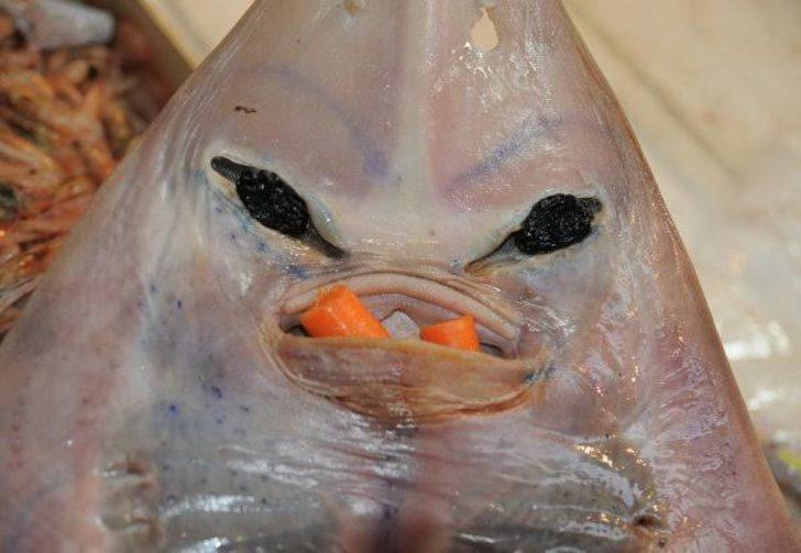 Adana'da balıkçıların kabusu olan sapan balığı için önemli uyarı G2