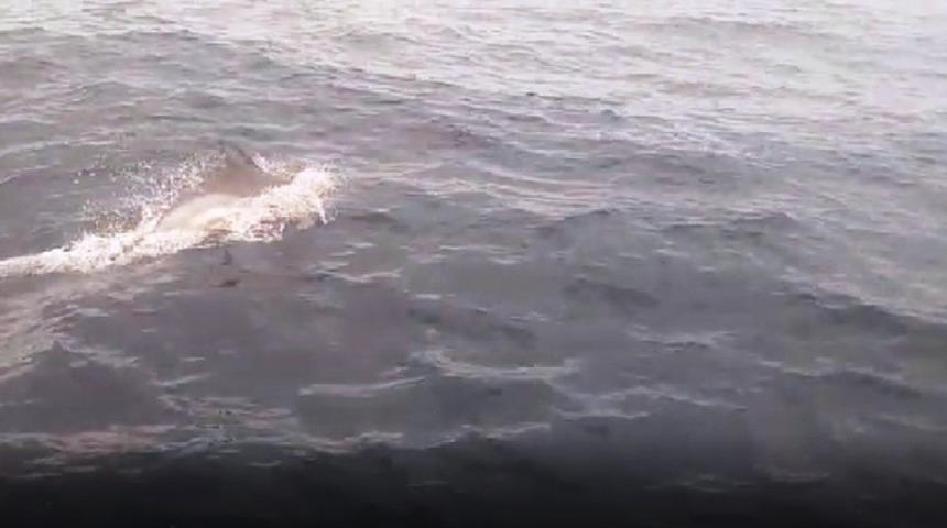 Marmara&rsquo;da yunus ş&ouml;leni