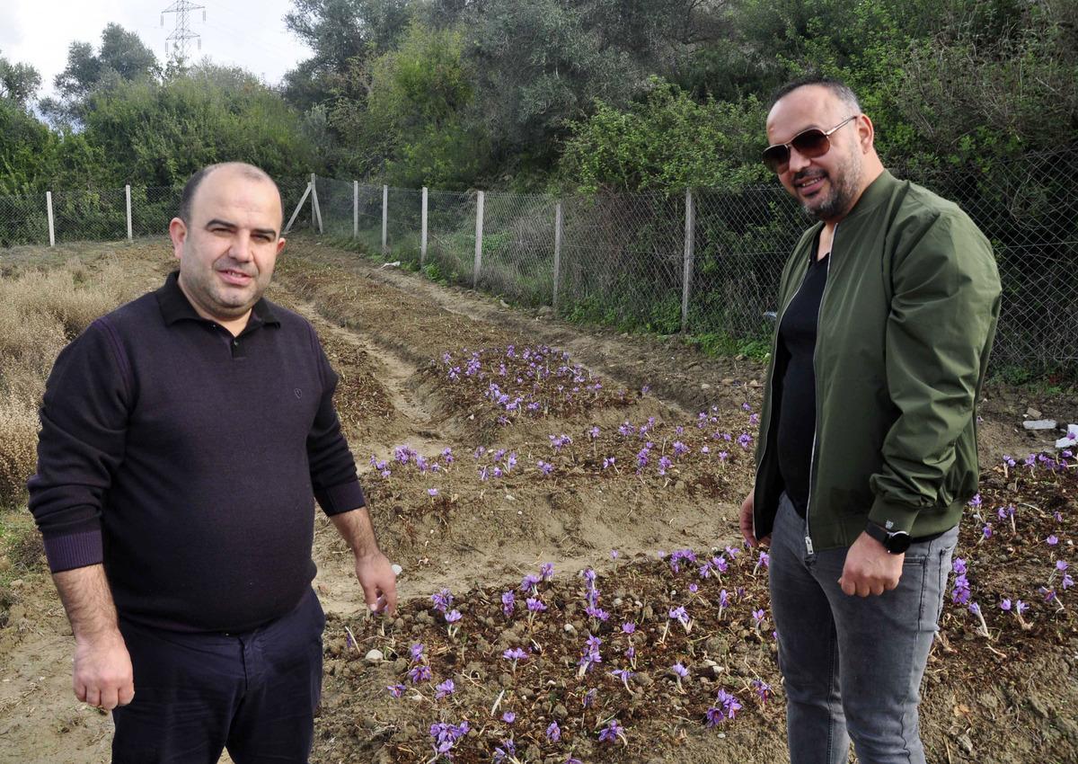 İki girişimci arkadaş, safran ve salep bitkisi yetiştirdi
