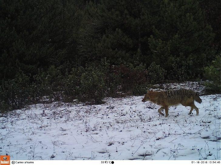 Afyonkarahisar’da fotokapana yansıyan yaban hayatı G2