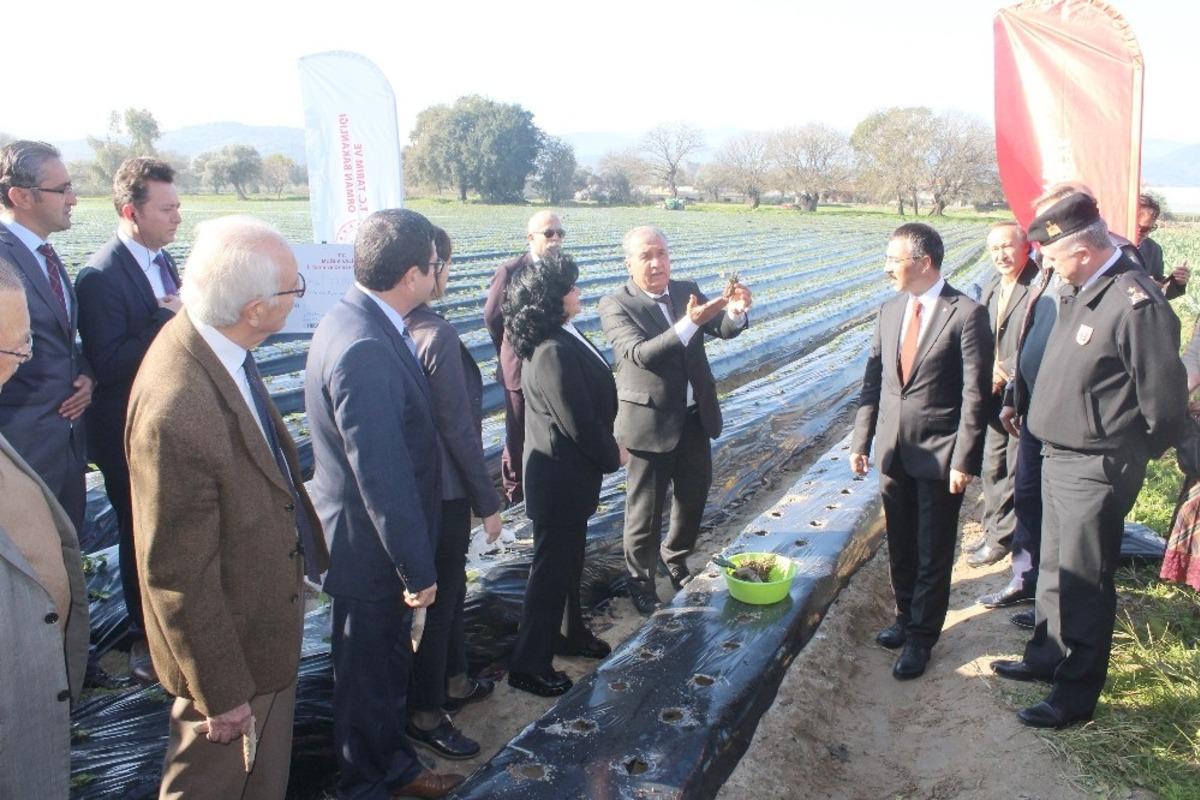 &rsquo;Vali Hanım&rsquo; &ccedil;ileğinden yıllık 20 milyon gelir