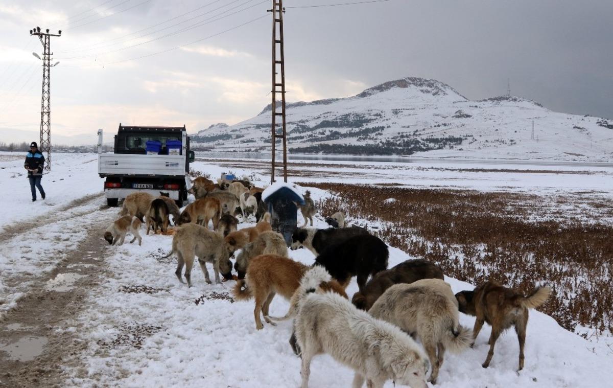 Sokak ve yaban hayvanlarına şefkat eli