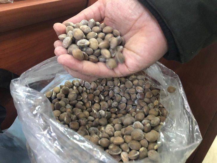 Siirt bıttımı altın fiyatını geçti G1