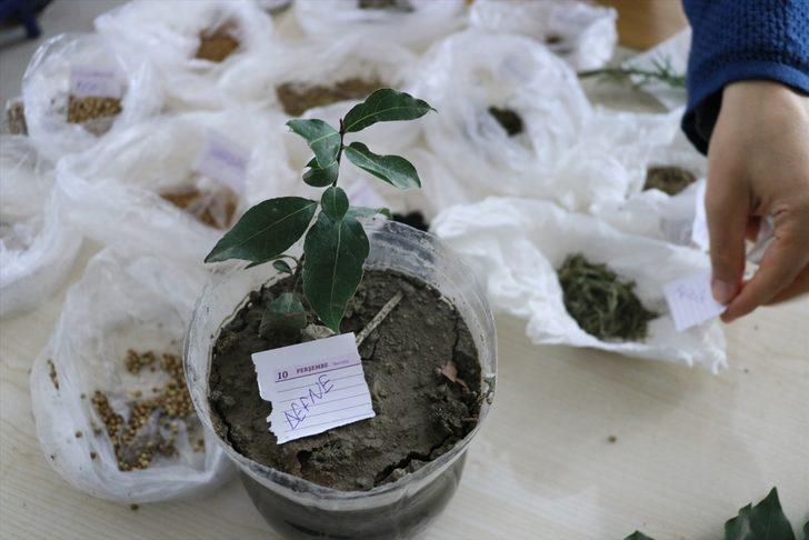 Kursiyerler ilaç ve kozmetik ürün yapımında kullanılan bitkiler yetiştiriyor G1